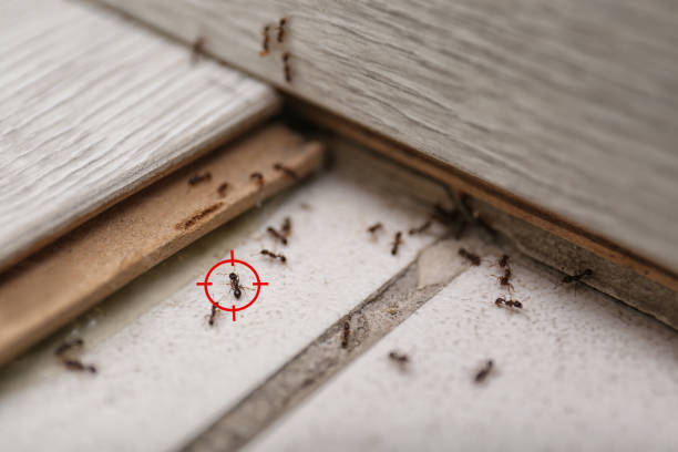 Best Pest Prevention Services  in Embreeville, TN