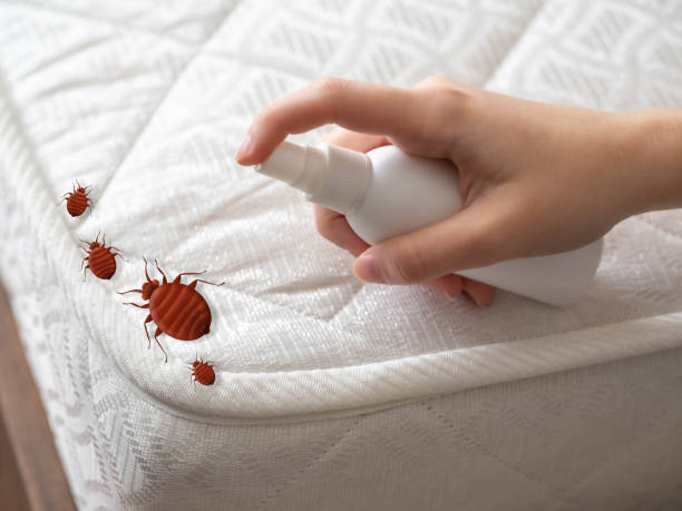 Best Affordable Pest Control Services  in Embreeville, TN