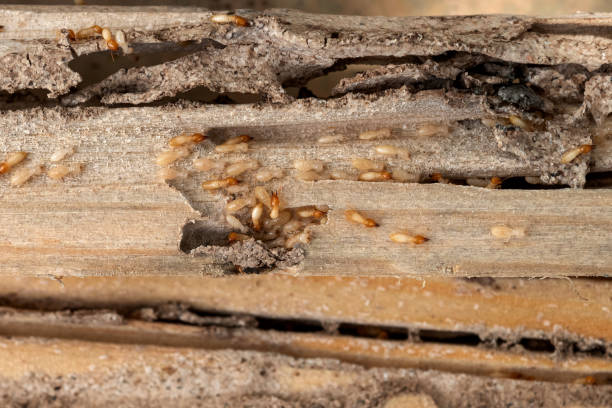 Best Termite Control Services  in Embreeville, TN