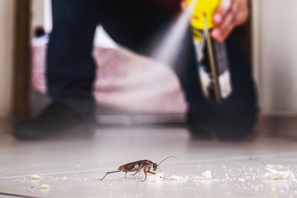 Best Affordable Pest Control Services  in Embreeville, TN